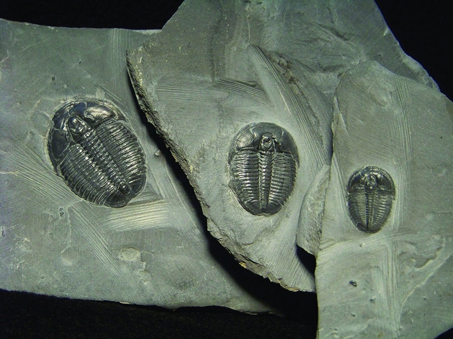 U-Dig Trilobite Quarry: Everything You Need to Know